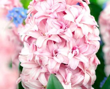 Зюмбюл кичест Prince of Love 14/15